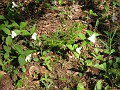 Mackinaw Island Area May 2008 0919